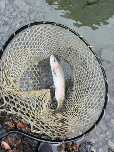 レインボートラウトの釣果