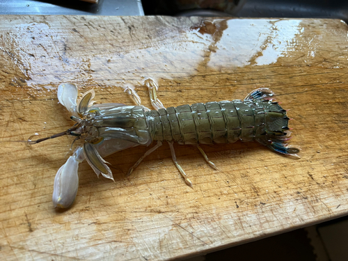 シャコエビの釣果