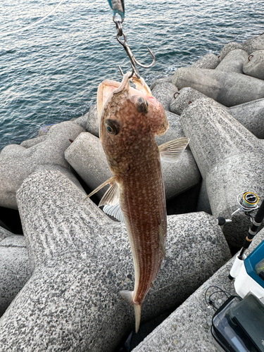 エソの釣果