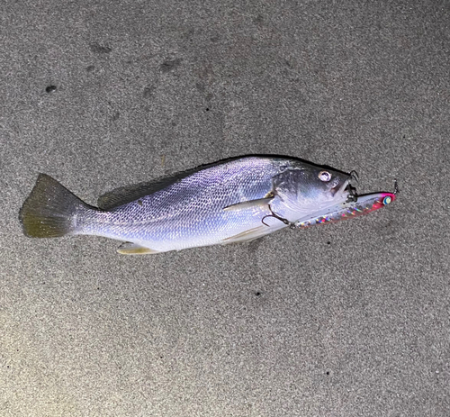 ニベの釣果