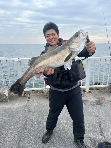 シーバスの釣果