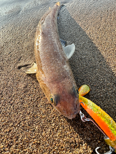 エソの釣果