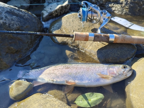 ニジマスの釣果