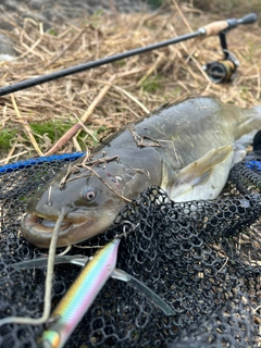 ニホンナマズの釣果