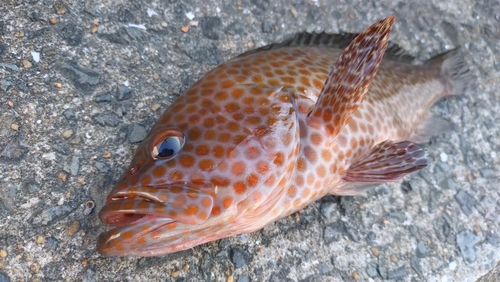 オオモンハタの釣果