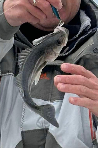 セイゴ（マルスズキ）の釣果