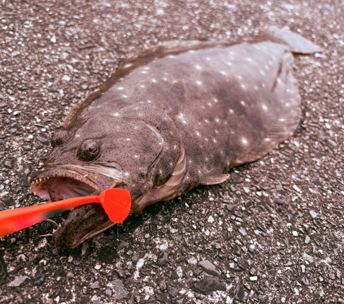 ヒラメの釣果