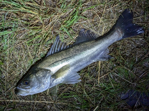 スズキの釣果