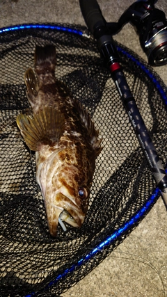 タケノコメバルの釣果