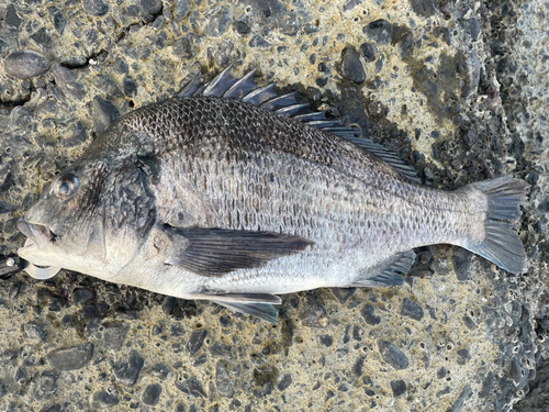 チヌの釣果