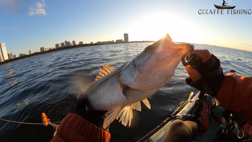 フッコ（マルスズキ）の釣果