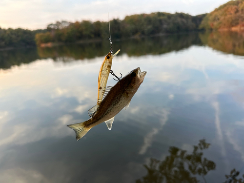 ラージマウスバスの釣果