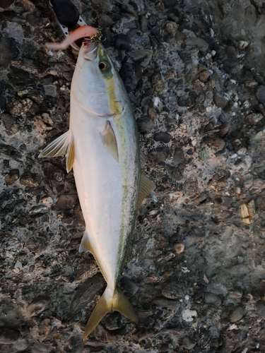 ツバスの釣果