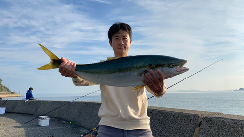 ブリの釣果