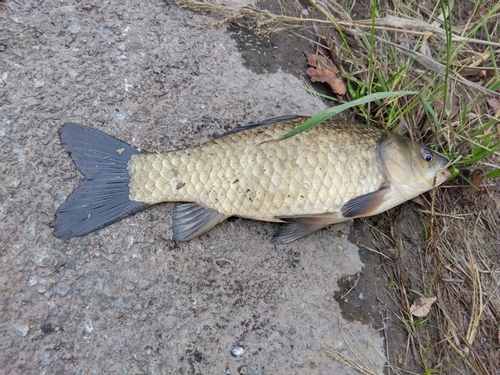 フナの釣果