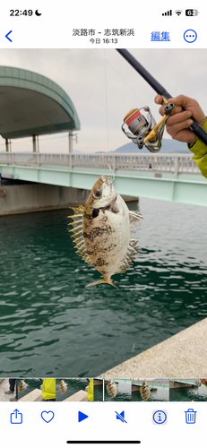 チヌの釣果