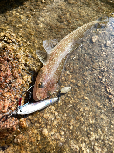 エソの釣果