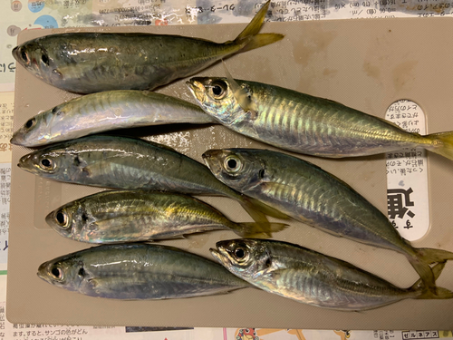 アジの釣果