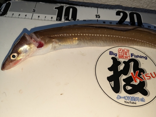 アナゴの釣果