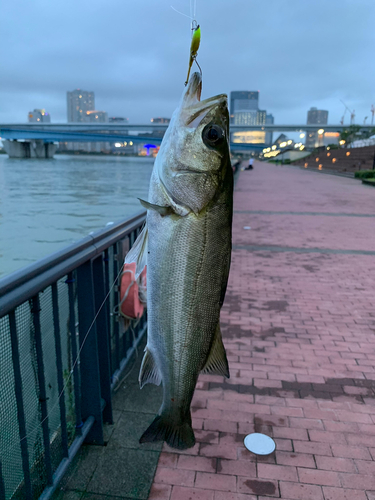 シーバスの釣果