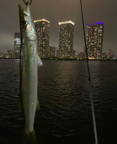 カマスの釣果