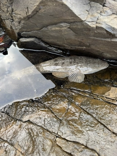 メゴチの釣果