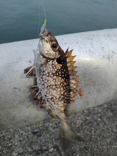 霞釣り公園