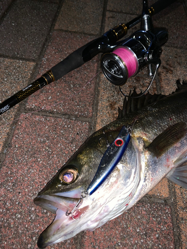 シーバスの釣果