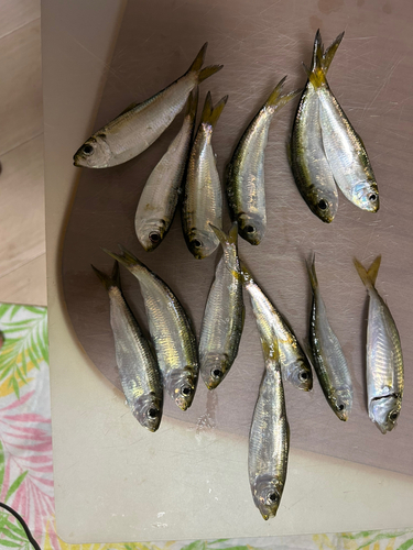 アジの釣果