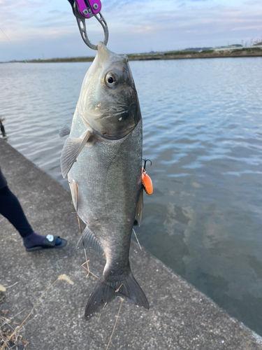 釣果