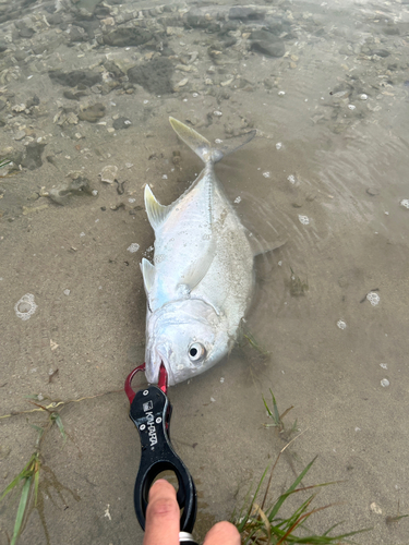 メッキの釣果