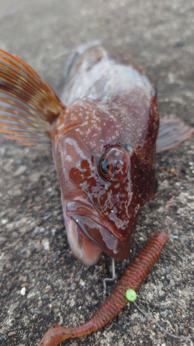 アイナメの釣果