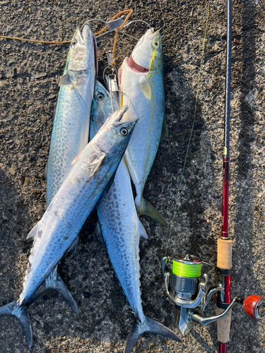 ハマチの釣果