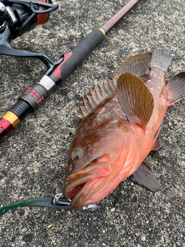 アコウの釣果