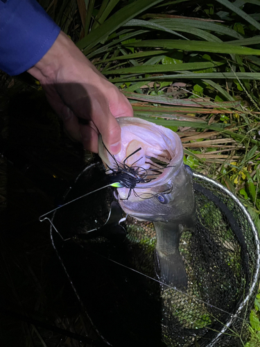 ブラックバスの釣果