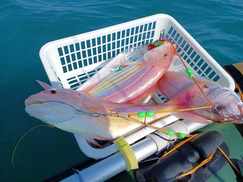 イトヨリダイの釣果