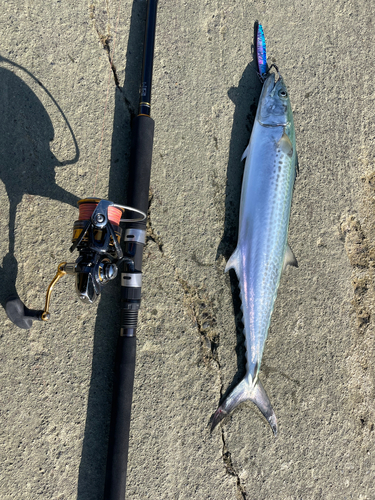 サゴシの釣果