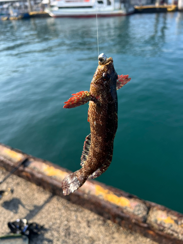 アイナメの釣果