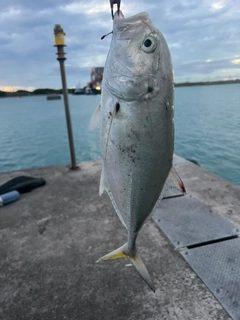 ガーラの釣果