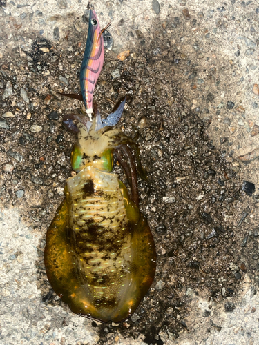 アオリイカの釣果