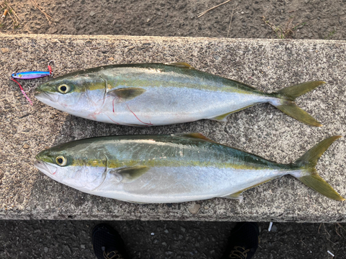 ハマチの釣果