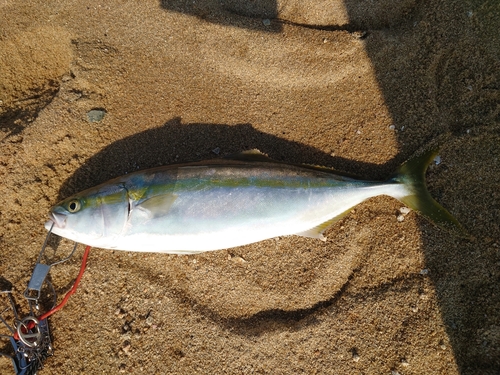 ヤズの釣果