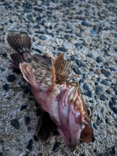 カサゴの釣果