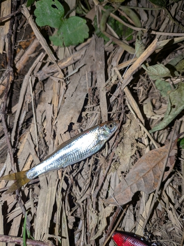 オイカワの釣果