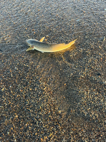 ボラの釣果