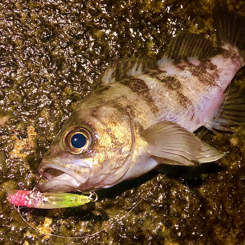 メバルの釣果