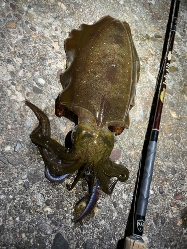 アオリイカの釣果