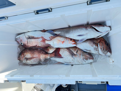 マダイの釣果