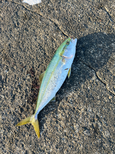 イナダの釣果