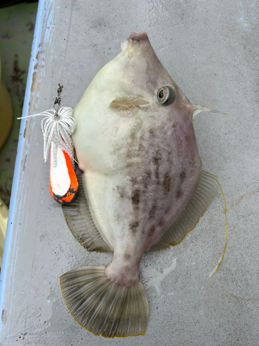 カワハギの釣果